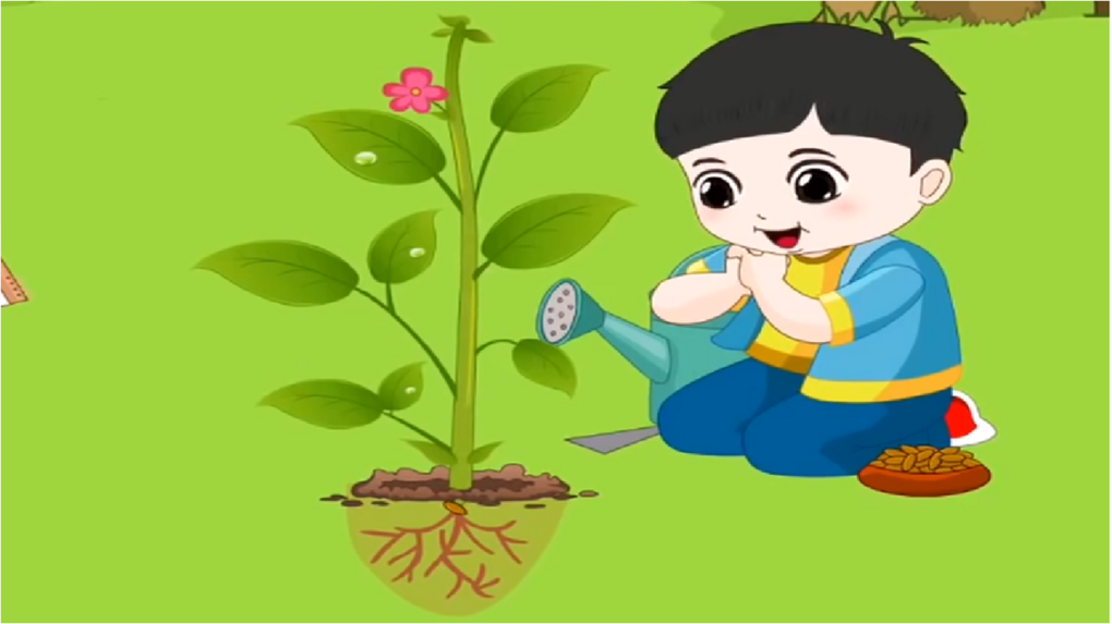 Khám phá: Vòng đời phát triển của cây