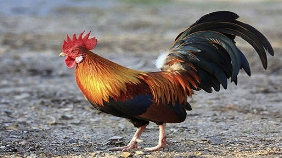 Khám phá: Tìm hiểu về  Con gà
