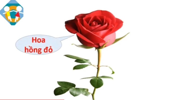 Hoạt động nhận biết tập nói " Hoa cúc Hoa hồng " lứa tuổi 24 - 36 tháng