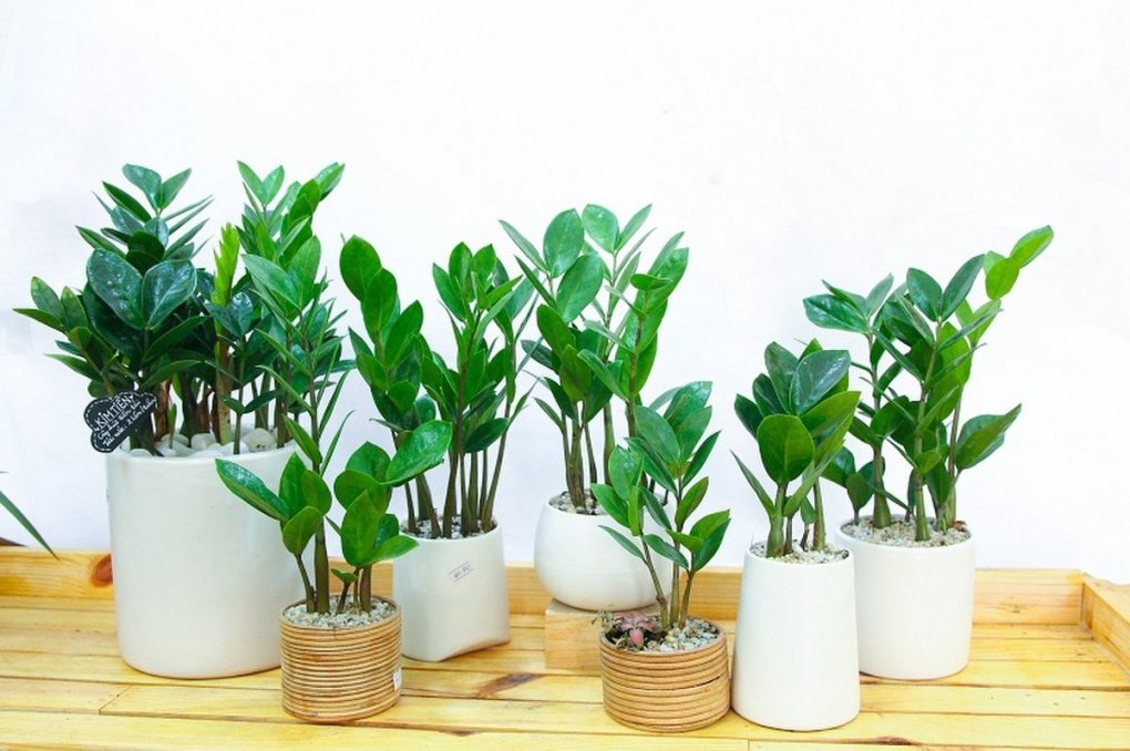 10 loại cây cảnh đẹp nhưng độc hại với trẻ em