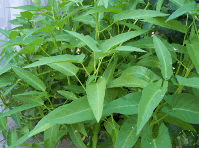 Công dụng của rau muống