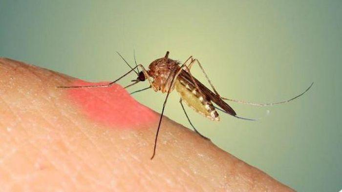 12 liều thuốc điều trị sốt xuất huyết