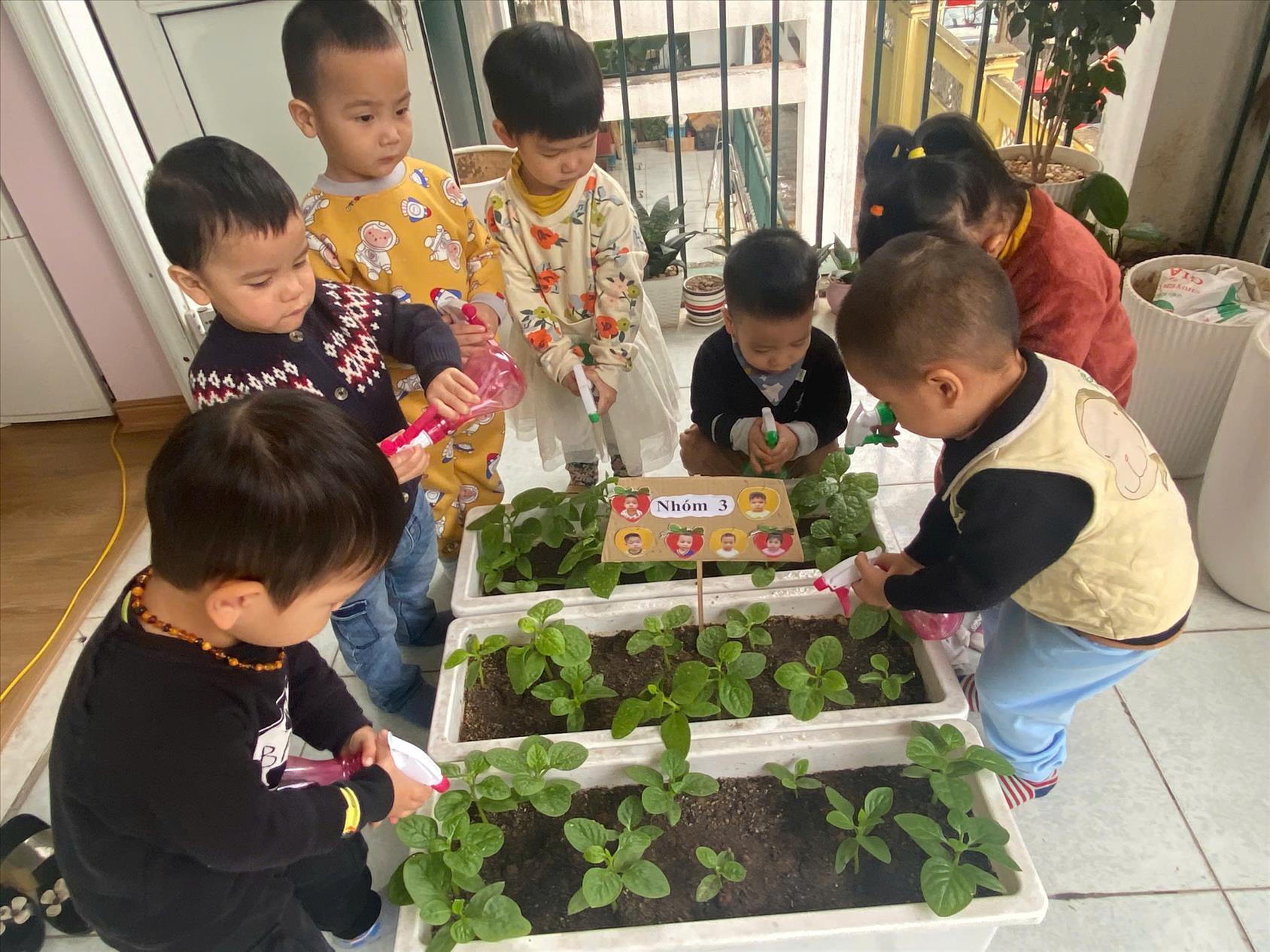 Hoạt động trải ngiệm: Bé chăm sóc vườn rau của các bé nhà trẻ D2 trường Mầm non Thành Công