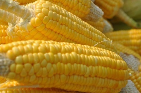 8 lợi ích bất ngờ từ bắp ngô