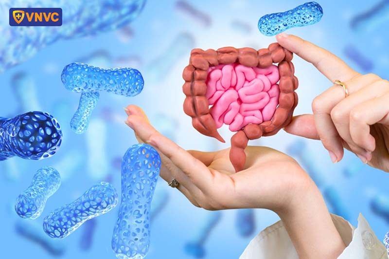 hệ tiêu hóa khỏe mạnh